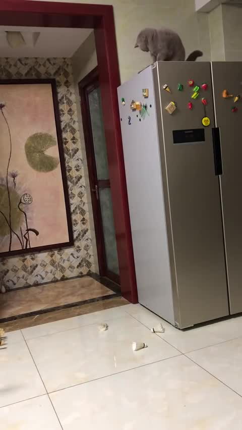 当家里只有你和猫时，打羽毛球也是可以的