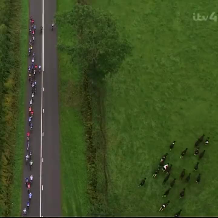 又是羊！环英国的比赛似乎总是被成群的羊抢镜