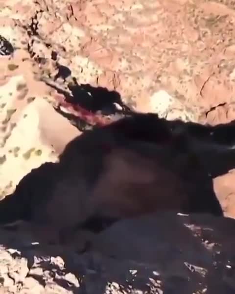这速降看着都吓人 直接自由落体了