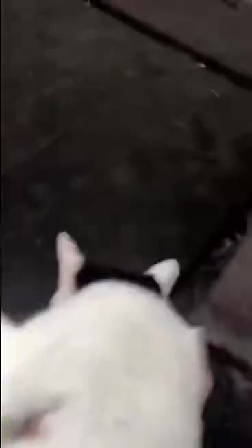 羽毛球掉在捡不到地方怎么办？呼叫小猫一招搞定